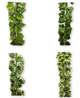 Vine 2M Long Leaves